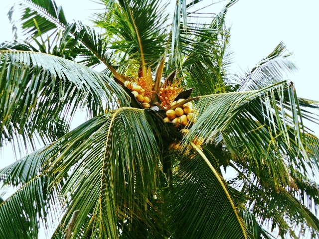 A picture of a coconut tree