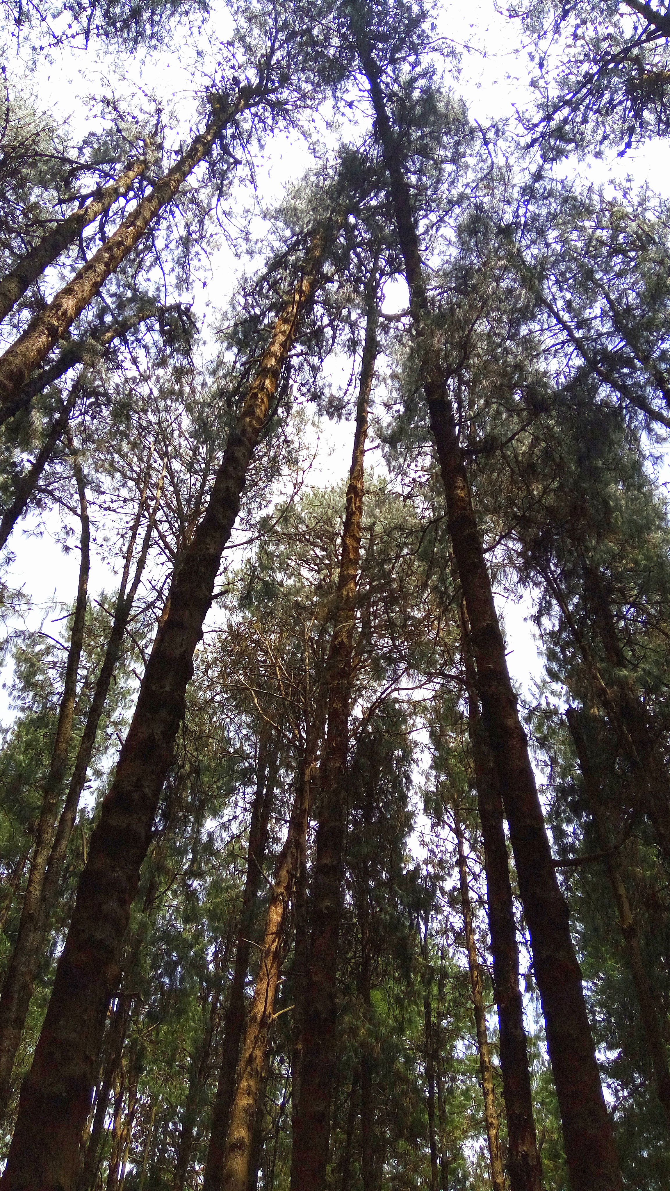 Scale Your Growth - An upward view of Scaling Heights of Towering Trees