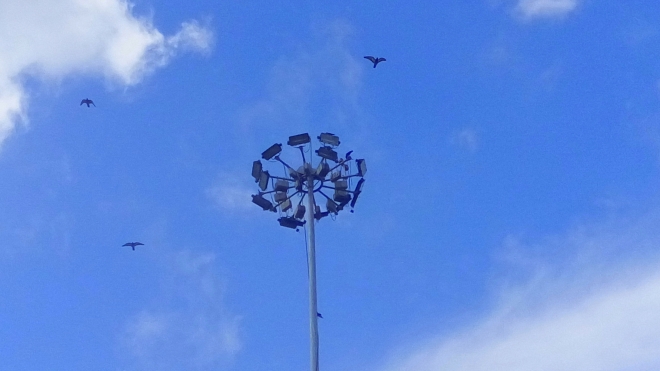 Bird - Birds in the air - A picture of a lamp post where birds perch on