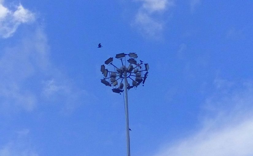 Bird - A picture of a lamp post where birds perch on