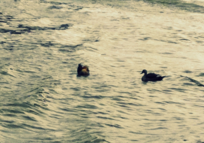 Bird - Birds in Water - A picture of ducks in water