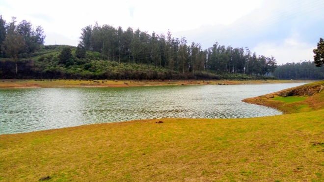 Recreation - A view of a serene lake amidst a pine forest