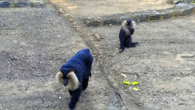 Who Let the Apes Out? - A picture of the two Monkeys after eating the banana
