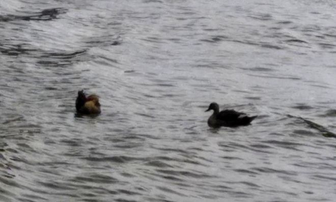 The Other Side of Light - A Profile of two Ducks in a lake