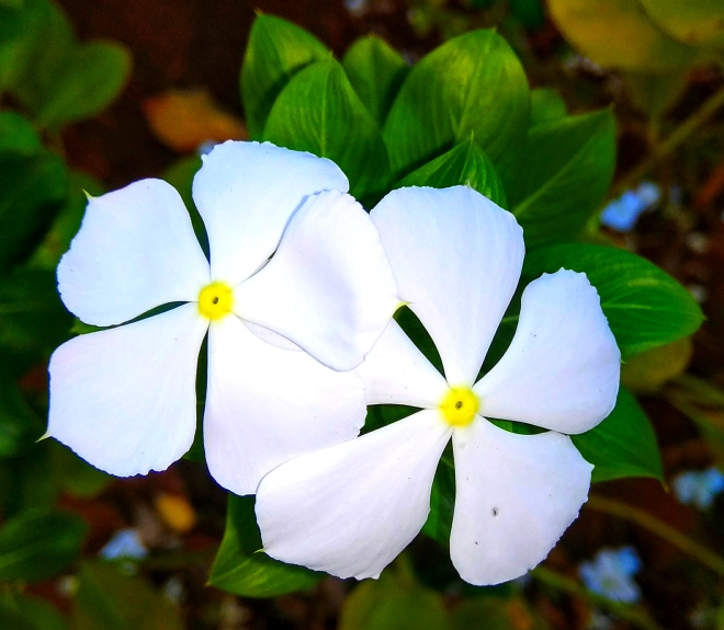 Beloved by All - A closeup shot of white periwinkle flowers