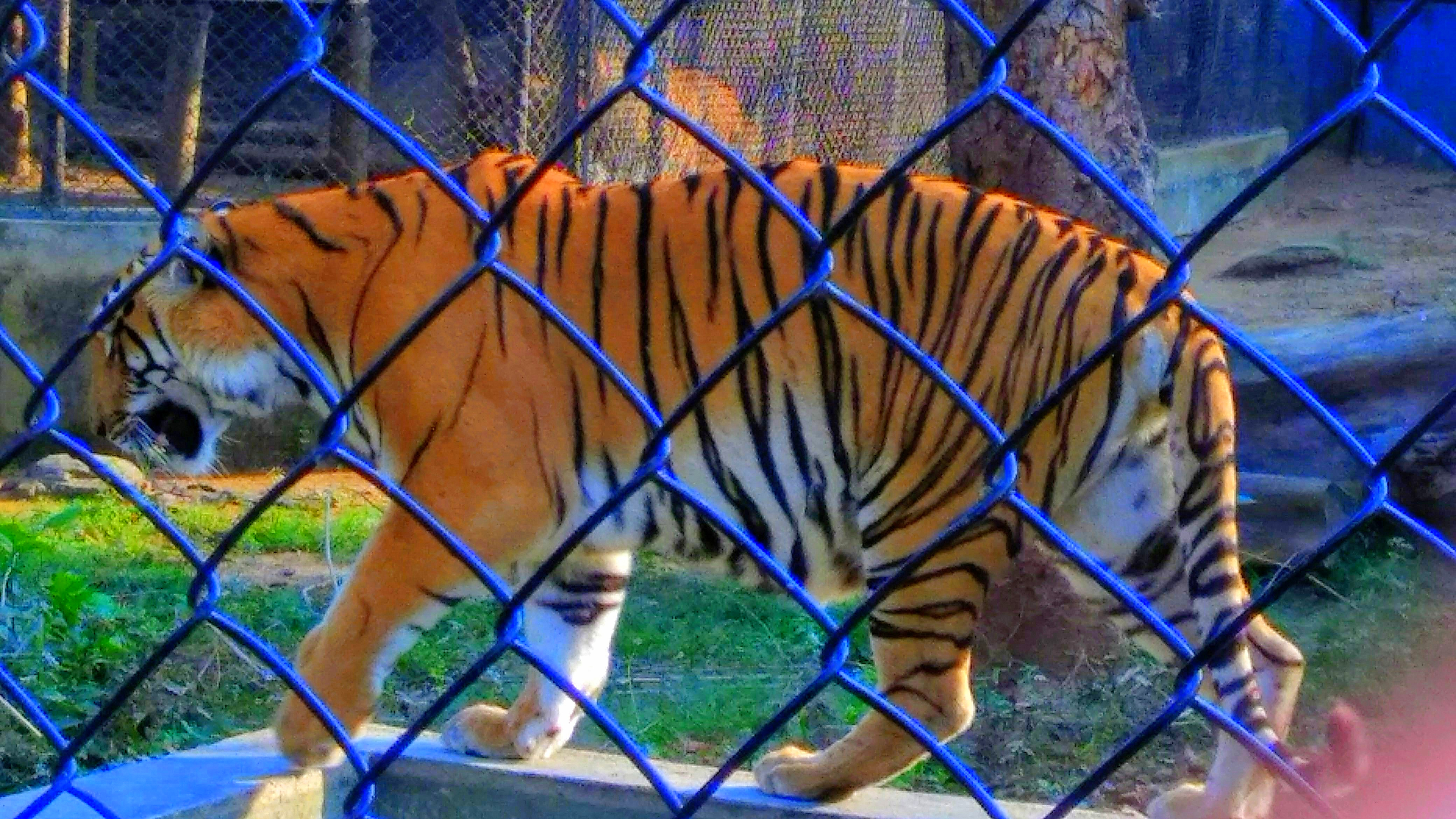 Behind Safety Lines - A view of a tiger inside a cage