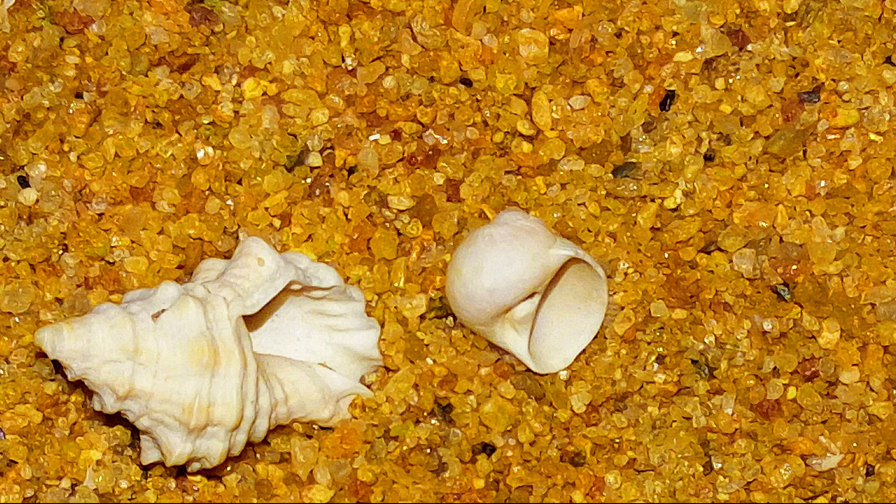 Twist or Turn? - A picture of Conches on the sands of a beach
