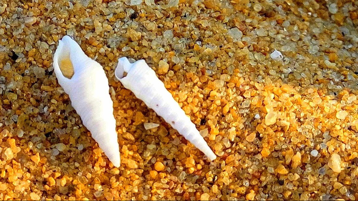 Twist or Turn? - A picture of Conches on the sands of a beach